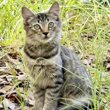 Dolly -  Domestic Medium Hair Cat for Adoption in North Port, Florida - Dolly | PetCurious