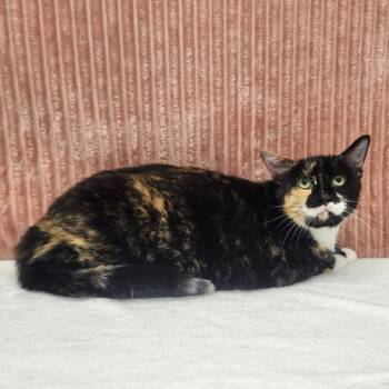 Pretty Girl -  Domestic Medium Hair Cat for Adoption in Benld, Illinois - Pretty Girl | PetCurious