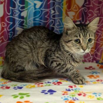 Des -  Domestic Short Hair Cat for Adoption - Des | PetCurious