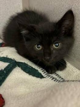 Donovan -  Domestic Short Hair Cat for Adoption in Mason City, Iowa - Donovan | PetCurious