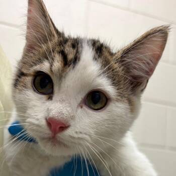 Einstein -  Domestic Short Hair Cat for Adoption in Murray, Utah - Einstein | PetCurious