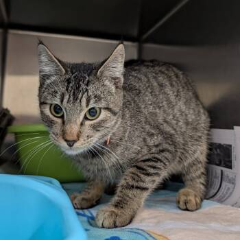 Rescue Domestic Short Hair Cats for Adoption in Ardmore, Oklahoma - Tabbytha | PetCurious