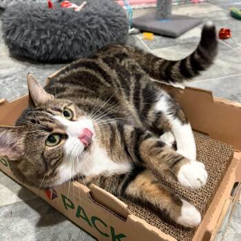 Domestic Short Hair Cats Available for Adoption in North Huntingdon, Pennsylvania - Layla | PetCurious