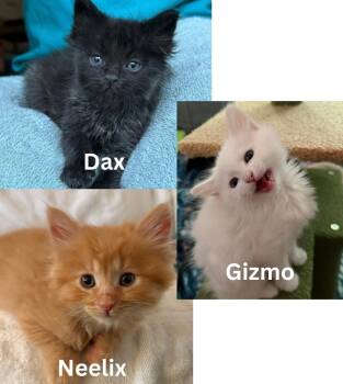 Neelix, Dax & Gizmo - kitten siblings -  Domestic Medium Hair Cat for Adoption in Los Altos, California - Neelix, Dax & Gizmo - Kitten Siblings | PetCurious