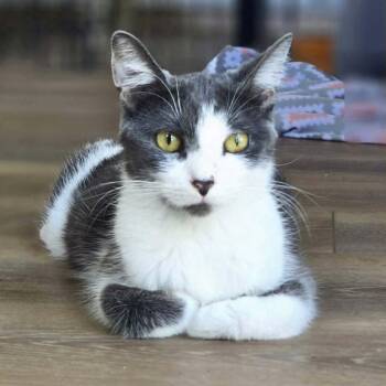 Rescue Domestic Short Hair Cats for Adoption in Martinsville, Indiana - Polly Pocket | PetCurious