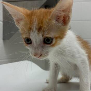 Wrangler -  Domestic Short Hair Cat for Adoption in Corpus Christi, Texas - Wrangler | PetCurious