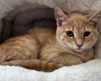 Johnnie -  Domestic Short Hair Cat for Adoption in Logan, Utah - Johnnie | PetCurious