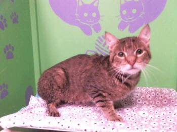 Rescue Domestic Short Hair Cats for Adoption in Houston, Texas - A2034776 | PetCurious