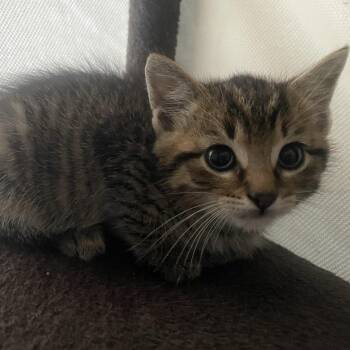 Kimchi -  Domestic Short Hair Cat for Adoption in Murfreesboro, Tennessee - Kimchi | PetCurious
