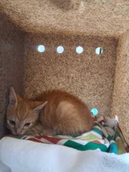 Monster -  Domestic Short Hair Cat for Adoption in Sevierville, Tennessee - Monster | PetCurious