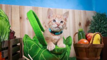 Tabby and Domestic Short Hair Cats Available for Adoption in Lucas, Texas - Thumper | PetCurious