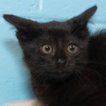 Tommy -  Domestic Short Hair Cat for Adoption in Troy, Ohio - Tommy | PetCurious