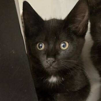 Bog -  Domestic Short Hair Cat for Adoption in Phoenixville, Pennsylvania - Bog | PetCurious