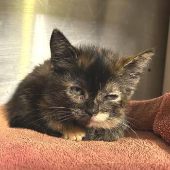 Paisley* -  Domestic Short Hair Cat for Adoption in San Gabriel, California - Paisley* | PetCurious