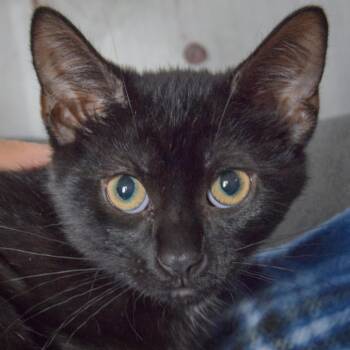Guac -  Bombay and Domestic Short Hair Cat for Adoption in Huntley, Illinois - Guac | PetCurious