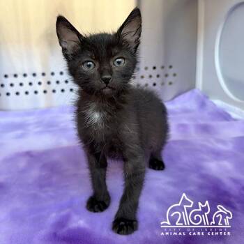 EARP -  Domestic Short Hair Cat for Adoption in Irvine, California - EARP | PetCurious