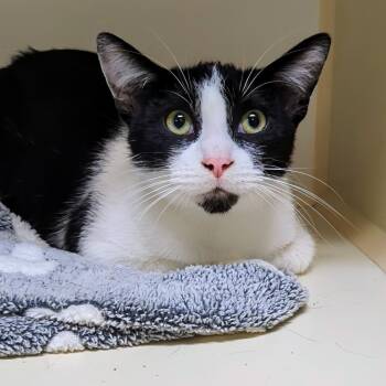 Rescue Domestic Short Hair Cats for Adoption in West Jefferson, Ohio - Oscar | PetCurious
