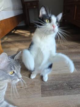 Albert W -  Domestic Short Hair Cat for Adoption in Dallas, Texas - Albert W | PetCurious