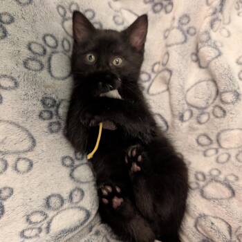 Stormi -  Domestic Short Hair Cat for Adoption in Ottawa, Ontario - Stormi | PetCurious