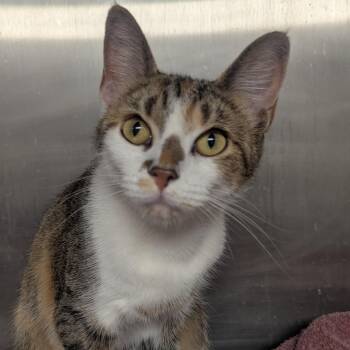 Squeaky -  Domestic Short Hair Cat for Adoption in Springfield, Illinois - Squeaky | PetCurious