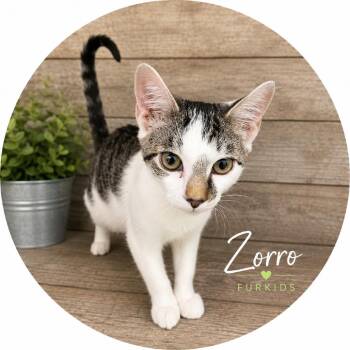 Zorro -  Domestic Short Hair Cat for Adoption in Cumming, Georgia - Zorro | PetCurious