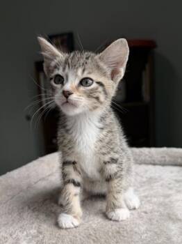 26-310 Mochi -  Domestic Short Hair Cat for Adoption in Barnesville, Georgia - 26-310 Mochi | PetCurious