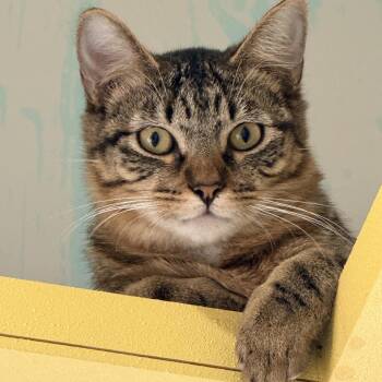 American Shorthair Cats Available for Adoption in Lampasas, Texas - Jimmy | PetCurious