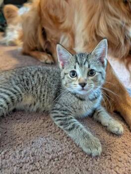 Dexter -  Tabby and Domestic Short Hair Cat for Adoption in Skyline, Minnesota - Dexter | PetCurious