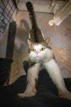 Tabby Cats Available for Adoption - Rupert (FCID# 01/12/2026 - 27 Trainer) | PetCurious