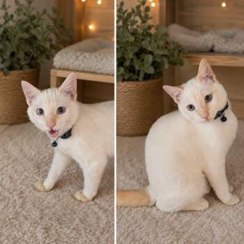 Jasper -  Siamese Cat for Adoption in Gun Barrel City, Texas - Jasper | PetCurious