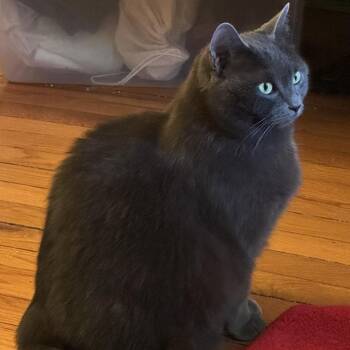 Domestic Short Hair Cats Available for Adoption in Rockford, Michigan - Pip | PetCurious