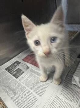 Manager -  Domestic Short Hair Cat for Adoption in Chamblee, Georgia - Manager | PetCurious