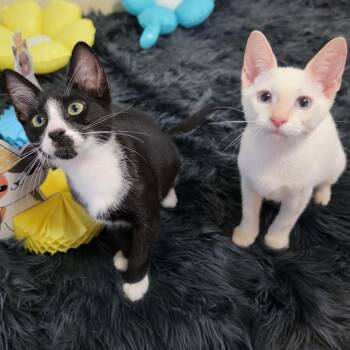 Romeo and Pricilla -  Siamese and Tuxedo Cat for Adoption in Coral Gables, Florida - Romeo And Pricilla | PetCurious