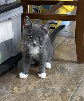 Domestic Short Hair Cats Available for Adoption in Oviedo, Florida - Vini | PetCurious