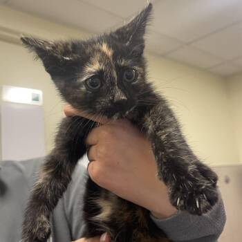 Thingamabob -  Domestic Short Hair Cat for Adoption in Chicago, Illinois - Thingamabob | PetCurious