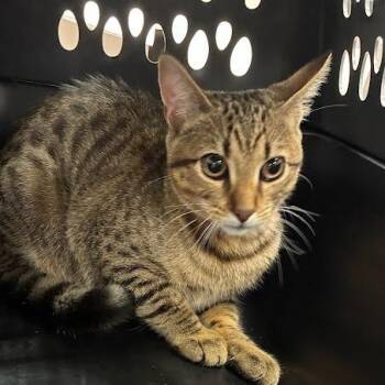 Beans -  Domestic Short Hair Cat for Adoption in Jeffersonville, Indiana - Beans | PetCurious