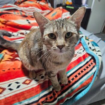 Domestic Short Hair Cats Available for Adoption in Midland, Texas - Sally | PetCurious
