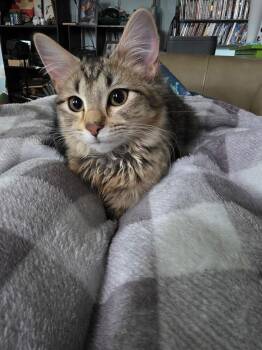 Domestic Medium Hair Cats Available for Adoption in West Mifflin, Pennsylvania - Cerelia | PetCurious