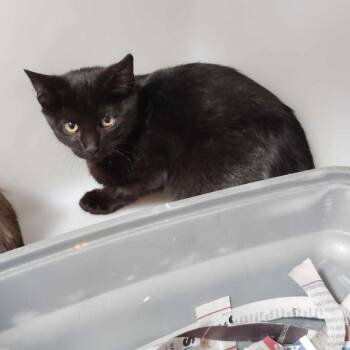 Ping Pong -  Domestic Short Hair Cat for Adoption in New York, New York - Ping Pong | PetCurious