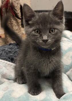 Baron -  Russian Blue Cat for Adoption in Hoffman Estates, Illinois - Baron | PetCurious