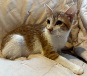 Rescue Domestic Short Hair Cats for Adoption in Millcreek, Utah - Pringles | PetCurious