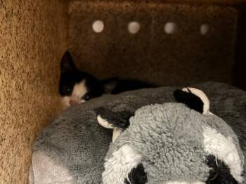 Purrari -  Domestic Short Hair Cat for Adoption in Powell, Ohio - Purrari | PetCurious