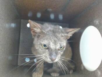 SERENDIPITY -  Domestic Short Hair Cat for Adoption in Orlando, Florida - SERENDIPITY | PetCurious