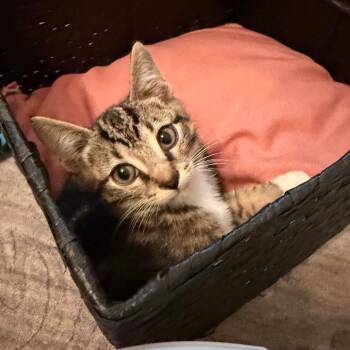 Pierogi -  Domestic Short Hair Cat for Adoption in Evanston, Illinois - Pierogi | PetCurious
