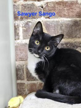 Rescue Domestic Short Hair Cats for Adoption in Clarksville, Tennessee - Sawyer Sango | PetCurious