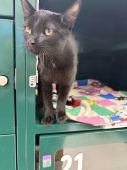 chipie -  Domestic Short Hair Cat for Adoption in El Paso, Texas - Chipie | PetCurious