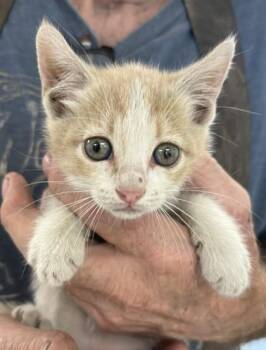 Wallace -  Domestic Short Hair Cat for Adoption in West Memphis, Arkansas - Wallace | PetCurious