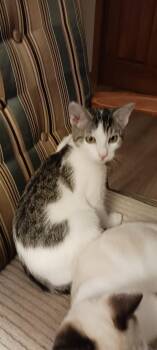 Rescue Domestic Short Hair Cats for Adoption in Ashville, Ohio - Alvina | PetCurious