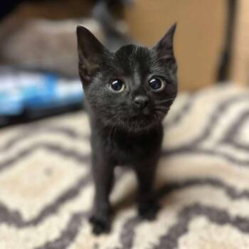 Vampirina -  Domestic Short Hair Cat for Adoption in Winchester, Virginia - Vampirina | PetCurious