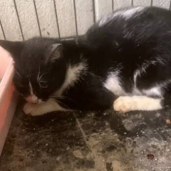 Rescue Domestic Short Hair Cats for Adoption in Austin, Texas - Tripped Breaker | PetCurious